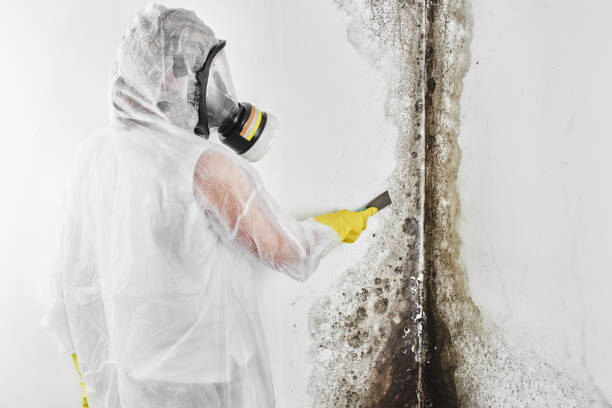 Best Residential Mold Remediation in King George, VA