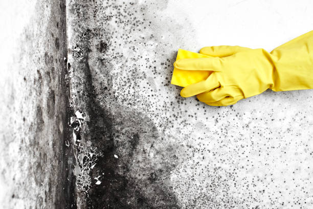 Best Crawl Space Mold Remediation in King George, VA