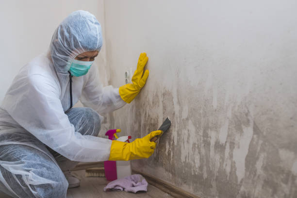 Professional Mold Remediation in King George, VA