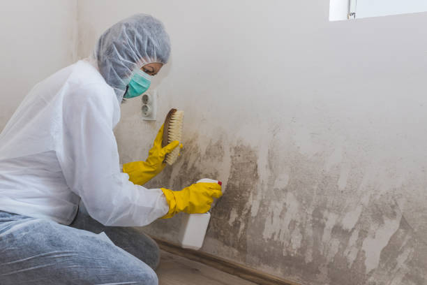 Best Insurance-Related Mold Remediation in King George, VA