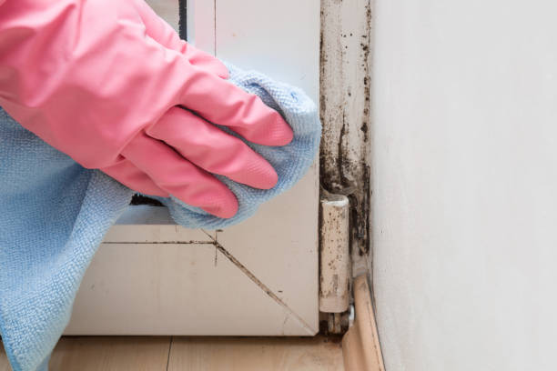 Trusted King George, VA Mold Remediation Experts
